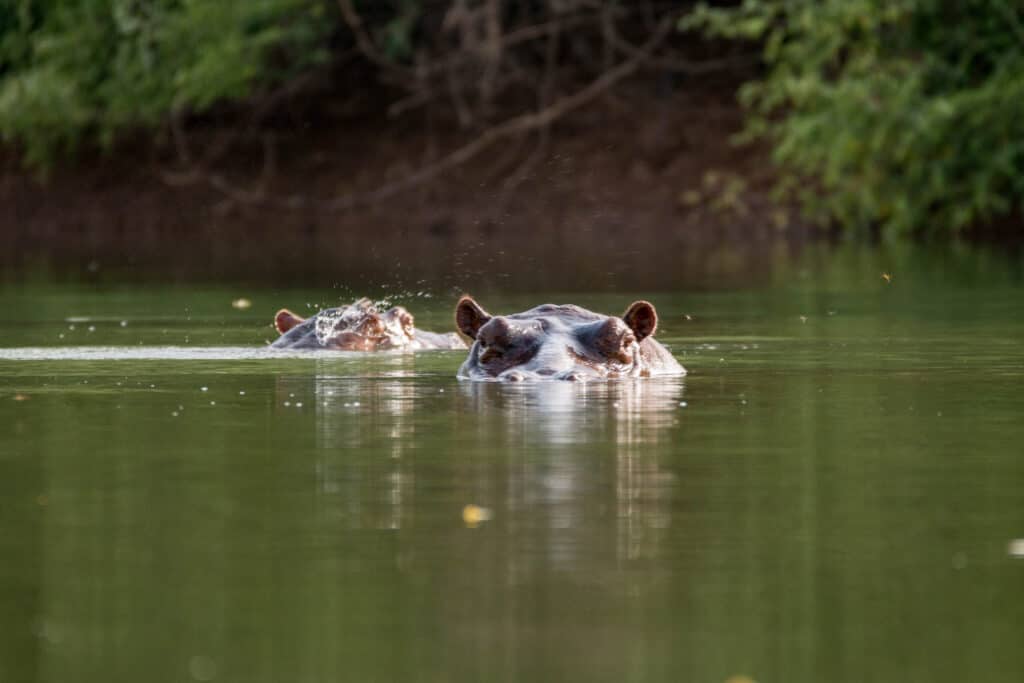 Twee nijlpaarden in de Gambia rivier