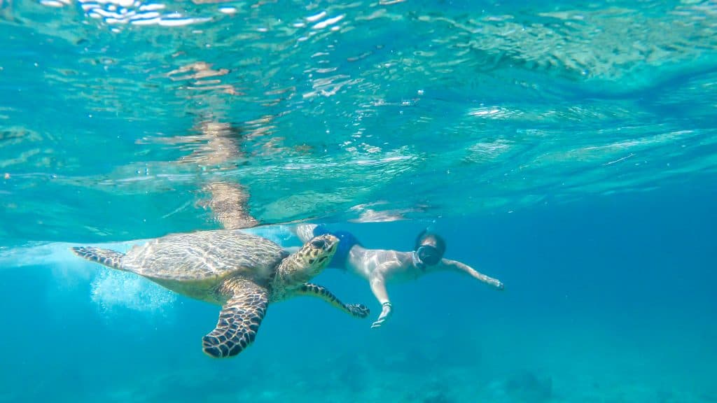 snorkelen schildpad Snorkelen met een schildpad