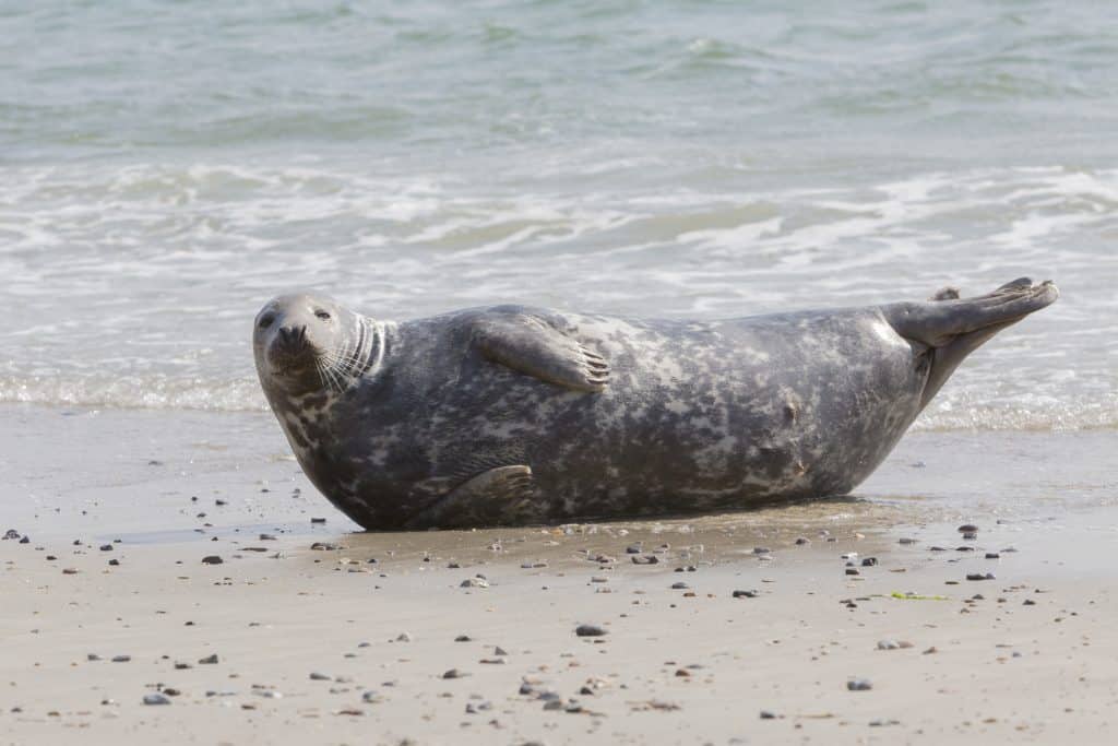 zeehond strand Zeehond op het strand