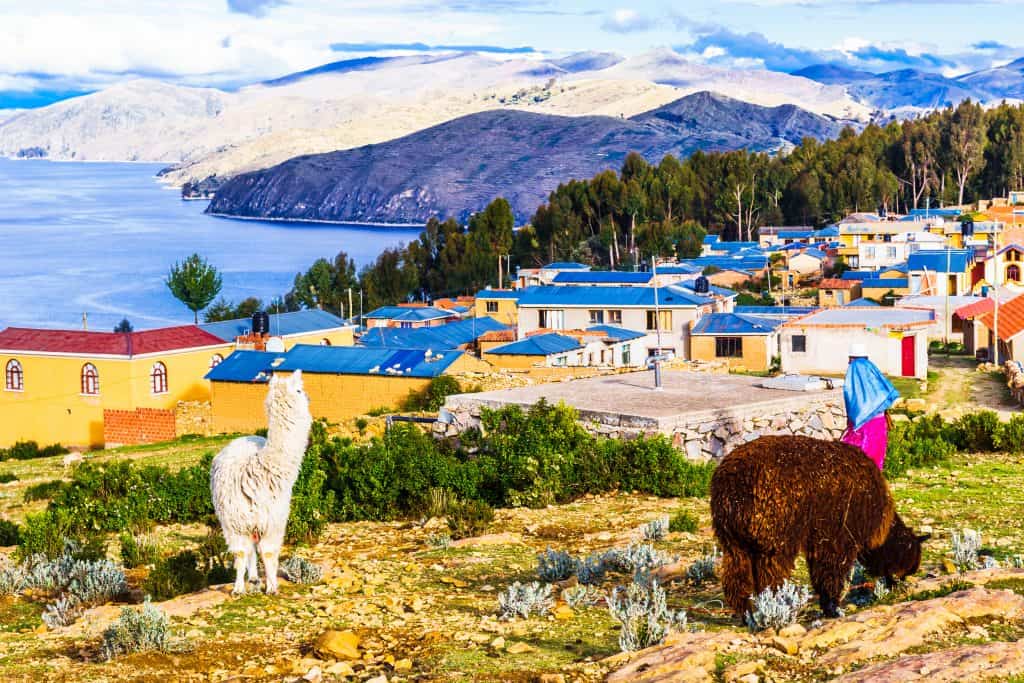 alpaca bolivia Alpaca's in Bolivia