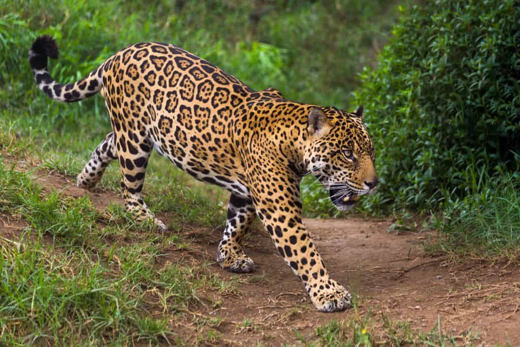 jaguar Jaguar in de Amazone