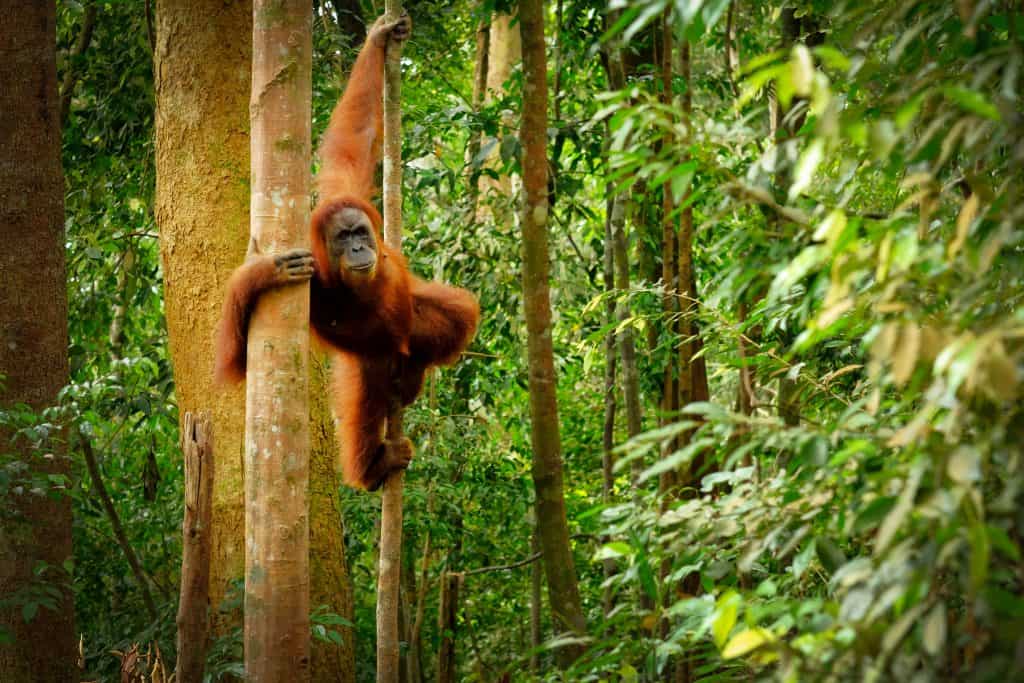 orang oetang borneo maleisie Springende Orang Oetang in Maleisisch Borneo
