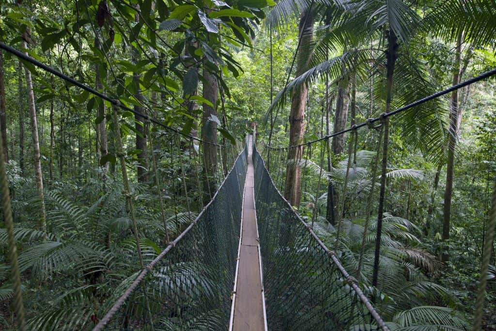 taman negara maleisie Taman Negara Canopy Walk in Maleisië