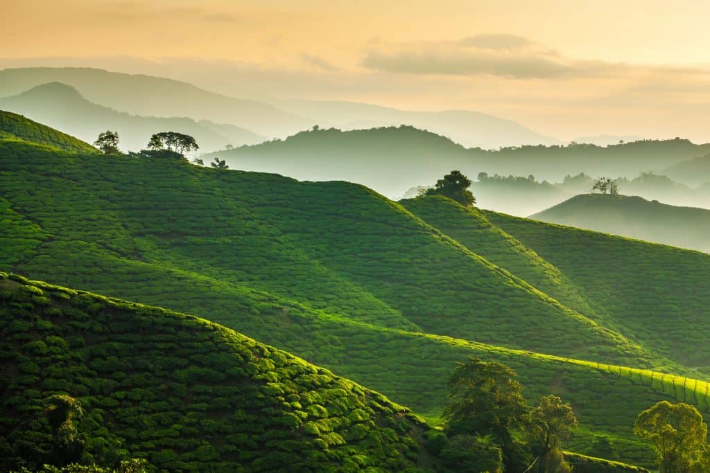 theeplantage maleisie Theeplantage in de Cameron Highlands, Maleisië
