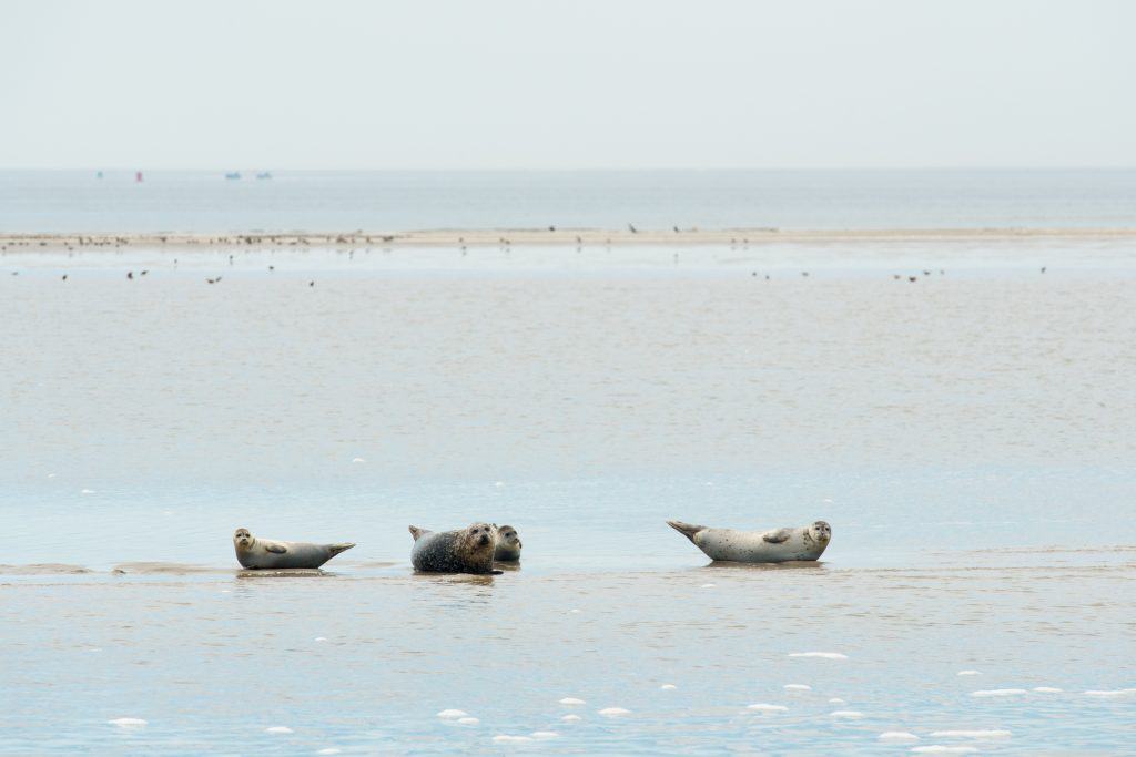 zeehonden wad Zeehonden in de waddenzee