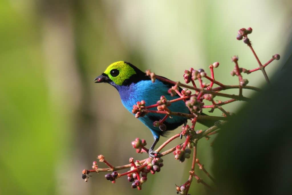 de paradise tanager vogel boom De Paradise Tanager vogel in een boom