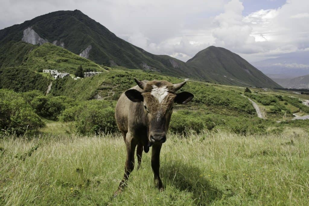 een koe bergen ecuador Een koe in de bergen van Ecuador