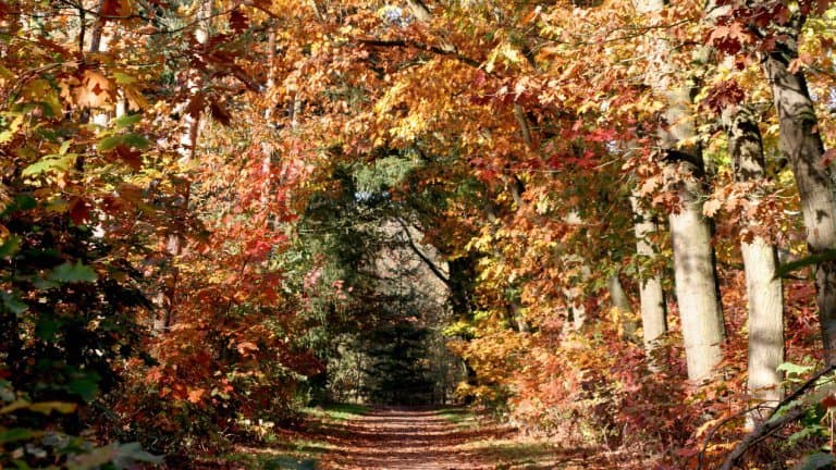 herfstkleuren bos overijssel Herfstkleuren in het bos in Overijssel