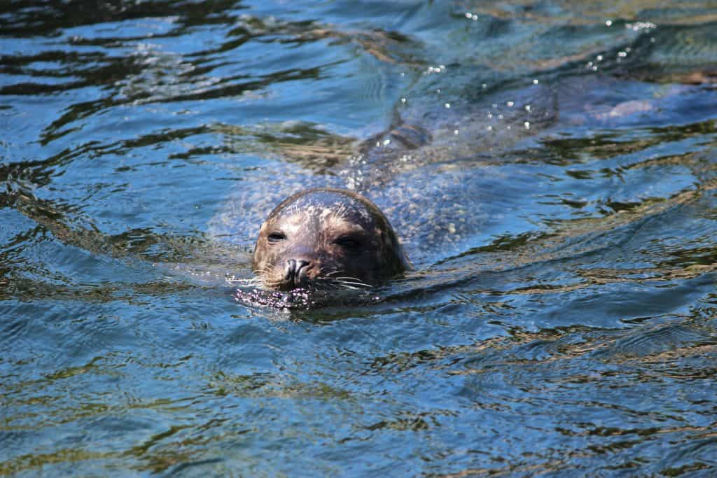 zeehond zwemt oosterschelde zeeland Zeehond zwemt in de Oosterschelde in Zeeland