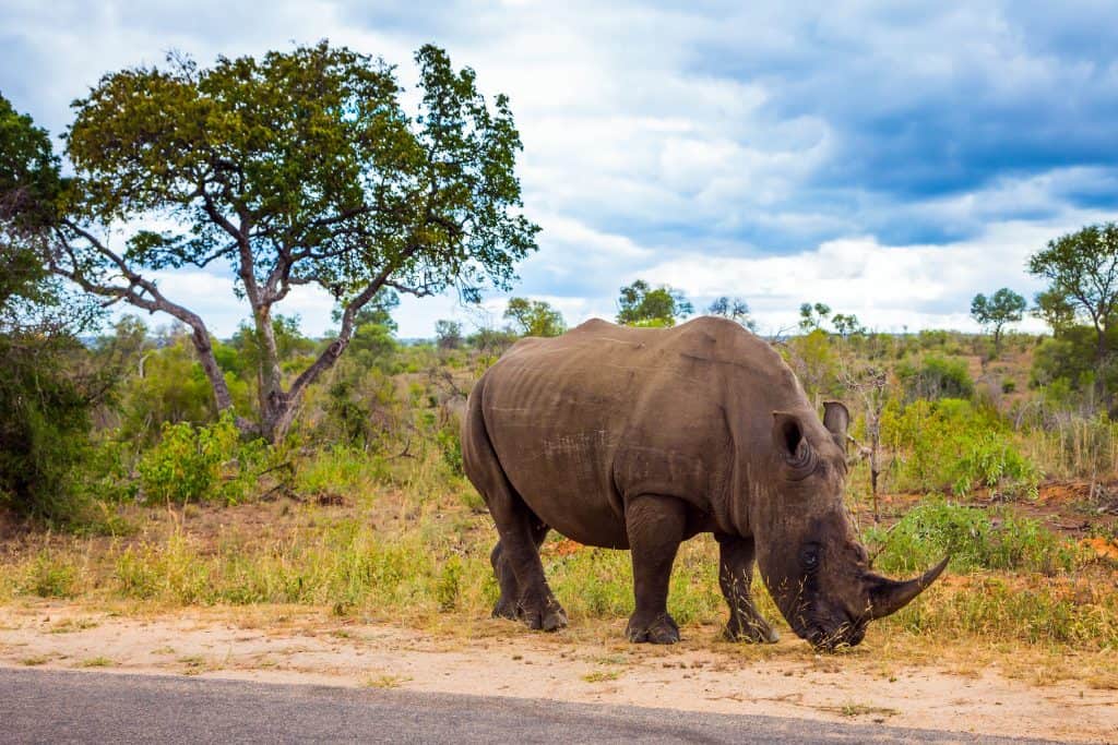 afrikaanse witte neushoorn langs weg kruger nationaal park zuid afrika Afrikaanse witte neushoorn langs de weg in Kruger Nationaal Park, Zuid-Afrika