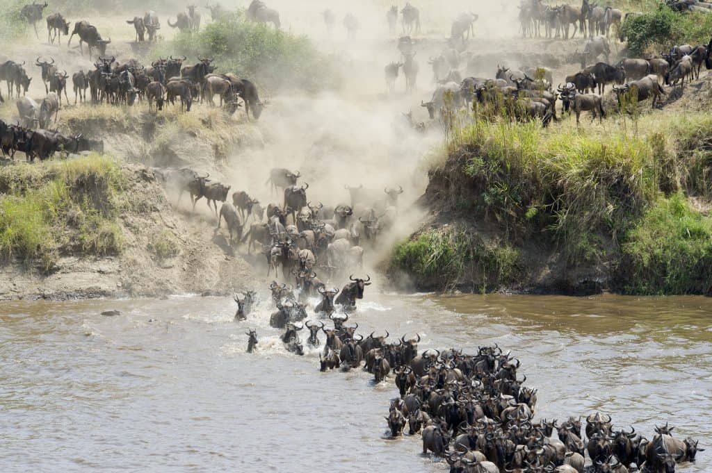 gnoes trekken door mara rivier tijdens grote trek tanzania Gnoes trekken door de Mara rivier tijdens de Grote Trek in Tanzania
