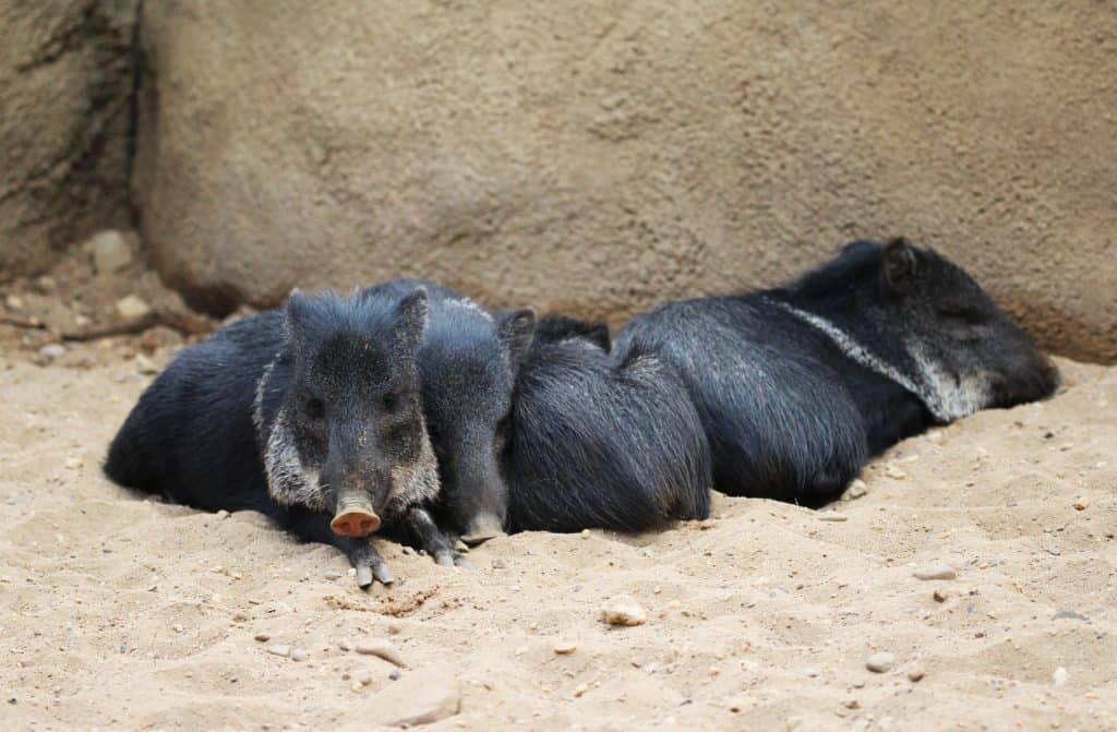 halsbandpekari burgers zoo Halsbandpekari in Burgers Zoo