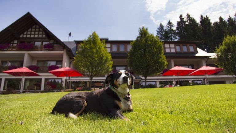 Hond voor Hotel Kleins Wiese in Bad Fredeburg, Duitsland