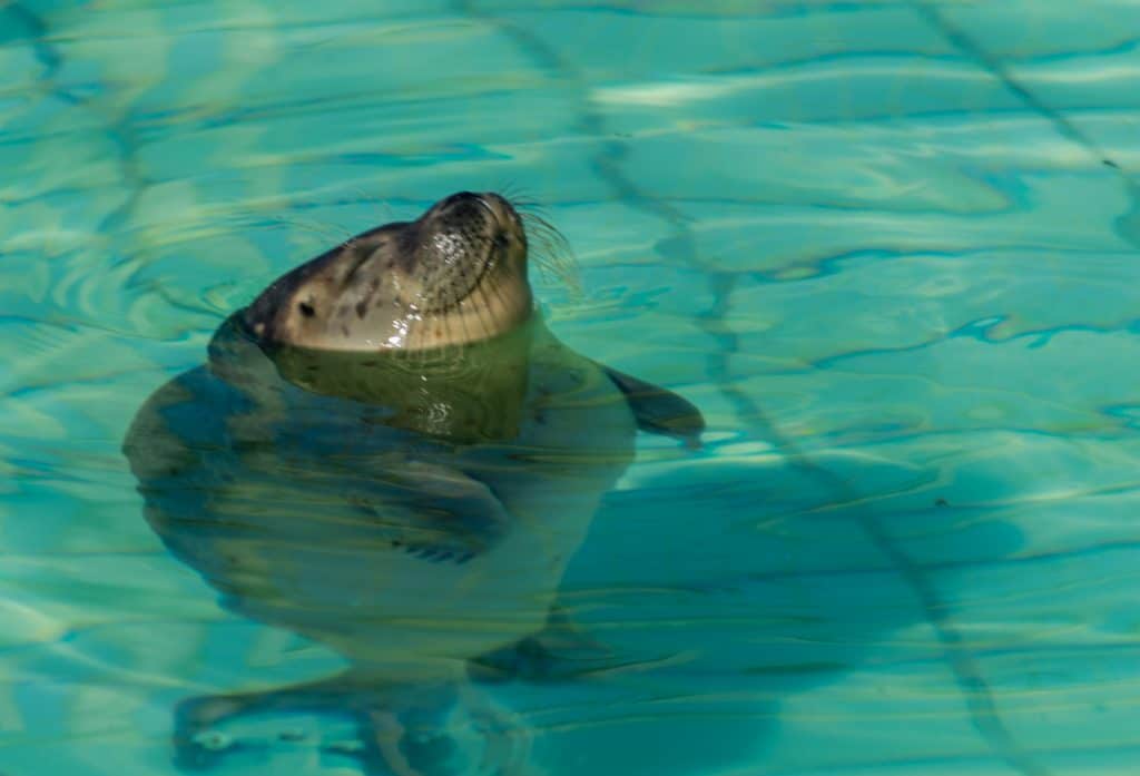 jonge zeehond zeehondencentrum pieterburen Jonge zeehond in zeehondencentrum Pieterburen