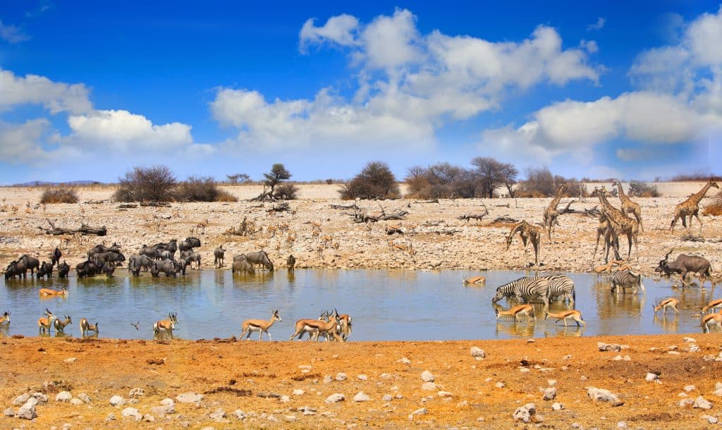 meerdere dieren aan water drinken etosha nationaal park namibie Meerdere dieren aan het water drinken in Etosha Nationaal Park, Namibië