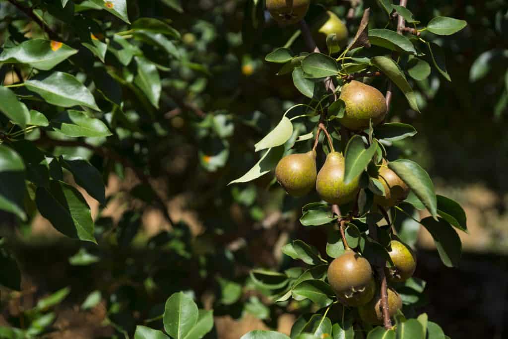 perenbomen betuwe Perenbomen in de Betuwe