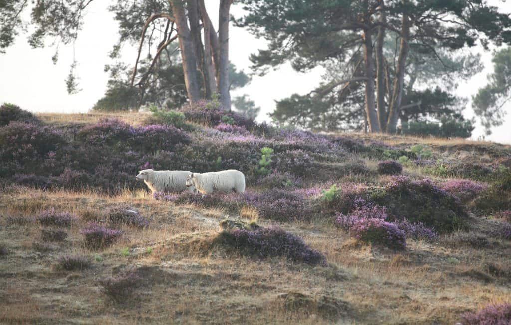 schapen heide drents friese wold Schapen op de heide in het Drents-Friese Wold