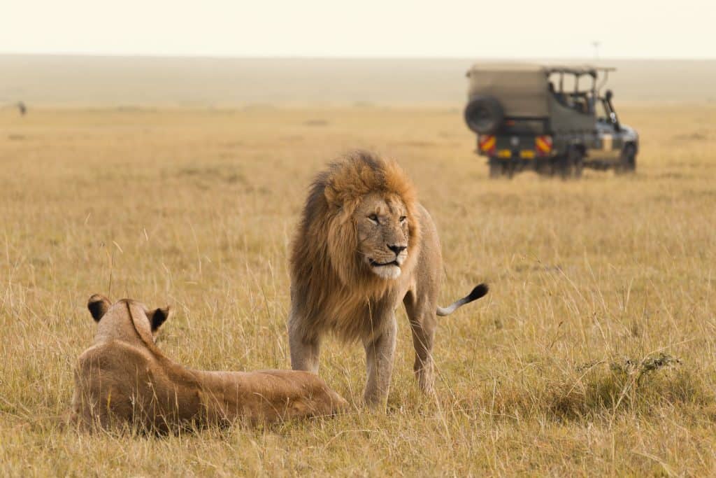 twee leeuwen jeep masai mara nationaal park kenia Twee leeuwen en jeep in Masai Mara Nationaal Park, Kenia