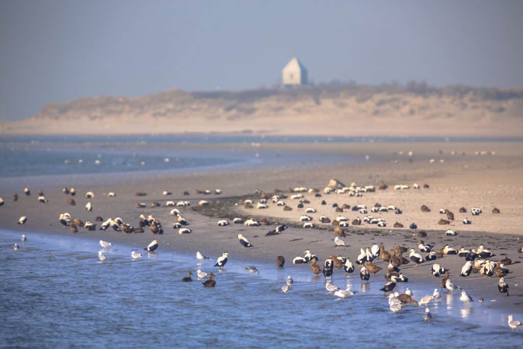 vogels rottumerplaat Vogels op Rottumerplaat