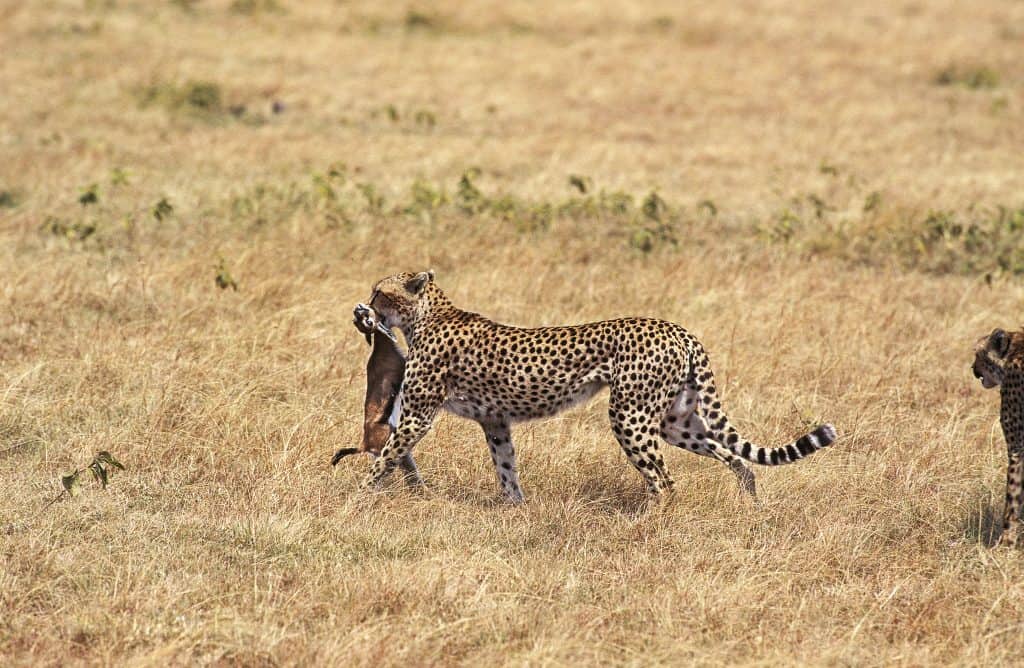 cheetah met gevangen gazelle masai mara Cheetah met gevangen gazelle in Masai Mara