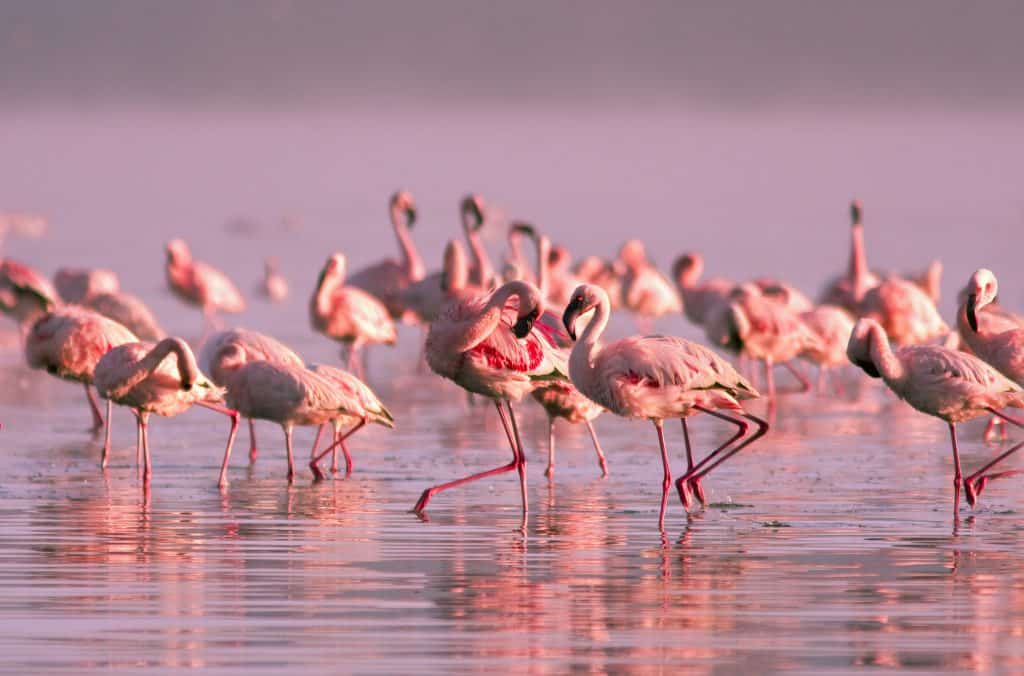 flamingo s nayvasha meer kenia Flamingo's in Nayvasha meer, Kenia