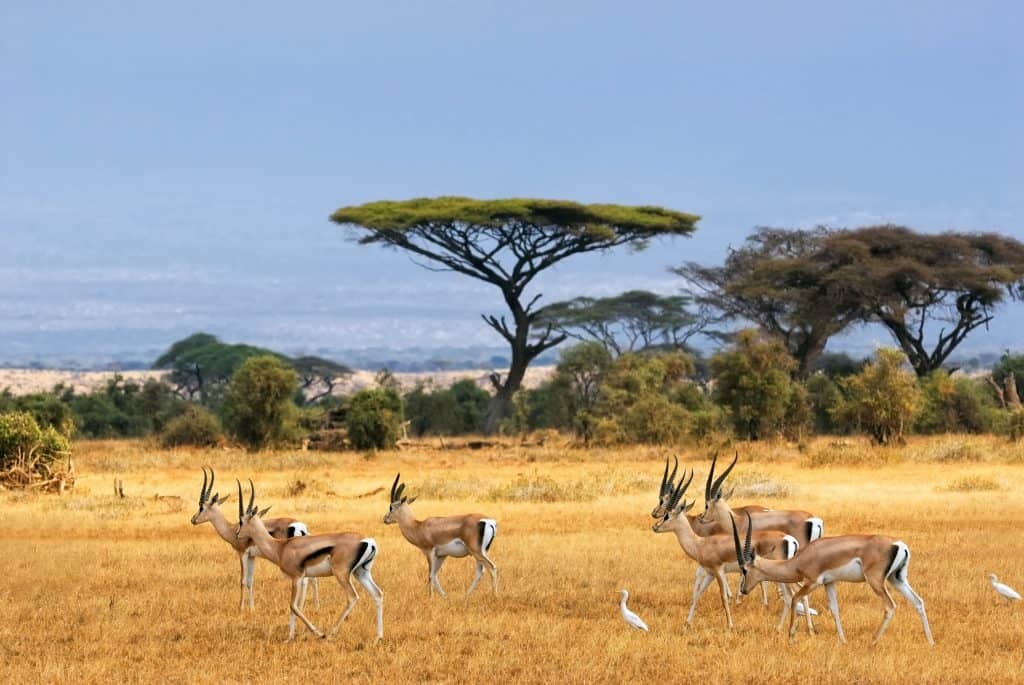 gazellen savanne amboseli Gazellen op de savanne van Amboseli