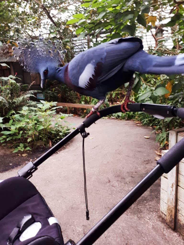 grote vogel kinderwagen jungola Grote vogel op kinderwagen in Jungola