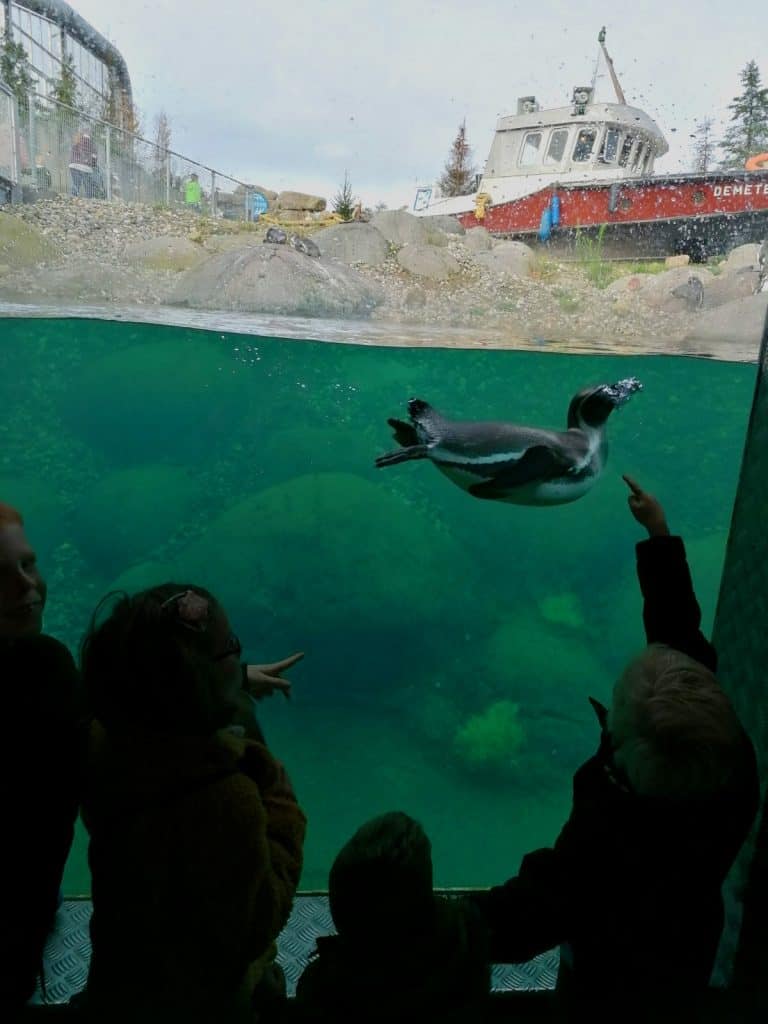 kinderen kijken naar pinguin onder water nortica Kinderen kijken naar een pinguïn onder water in Nortica