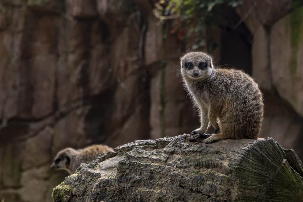 meerkat zoo antwerpen Meerkat in de Zoo Antwerpen