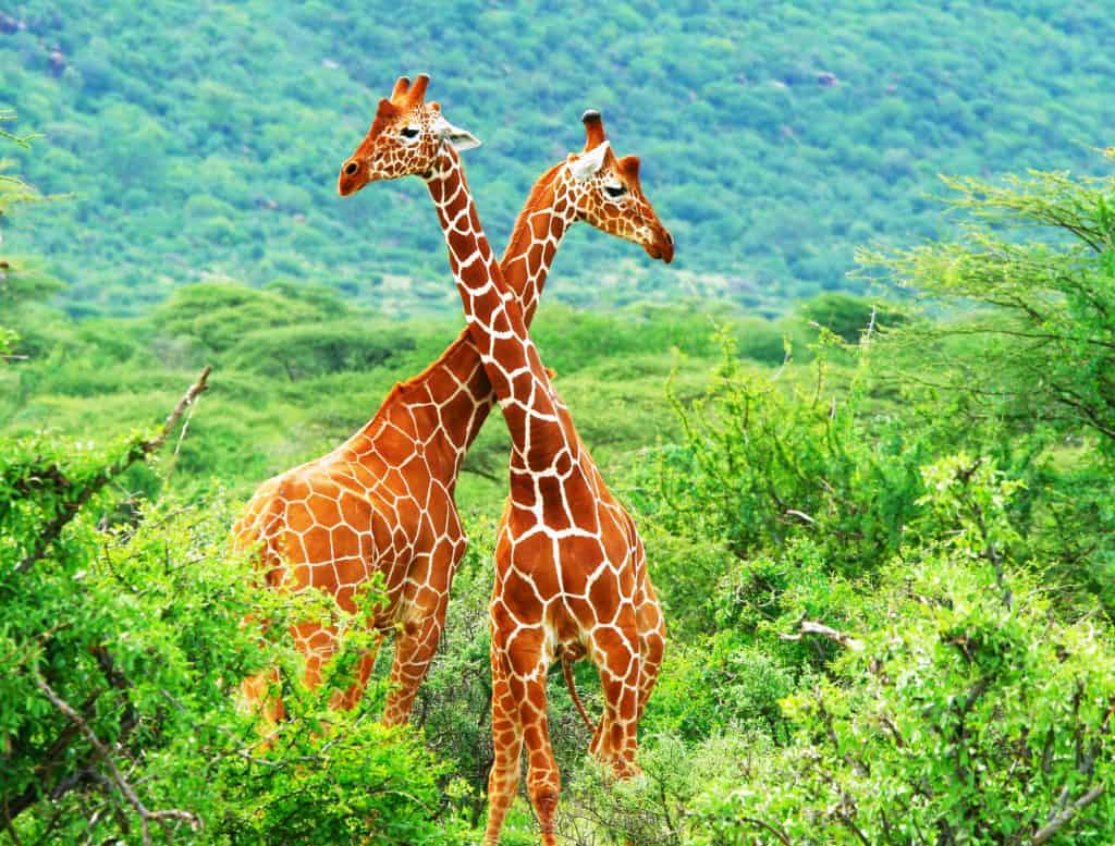 twee giraffes samburu national park Twee giraffes in Samburu National Park
