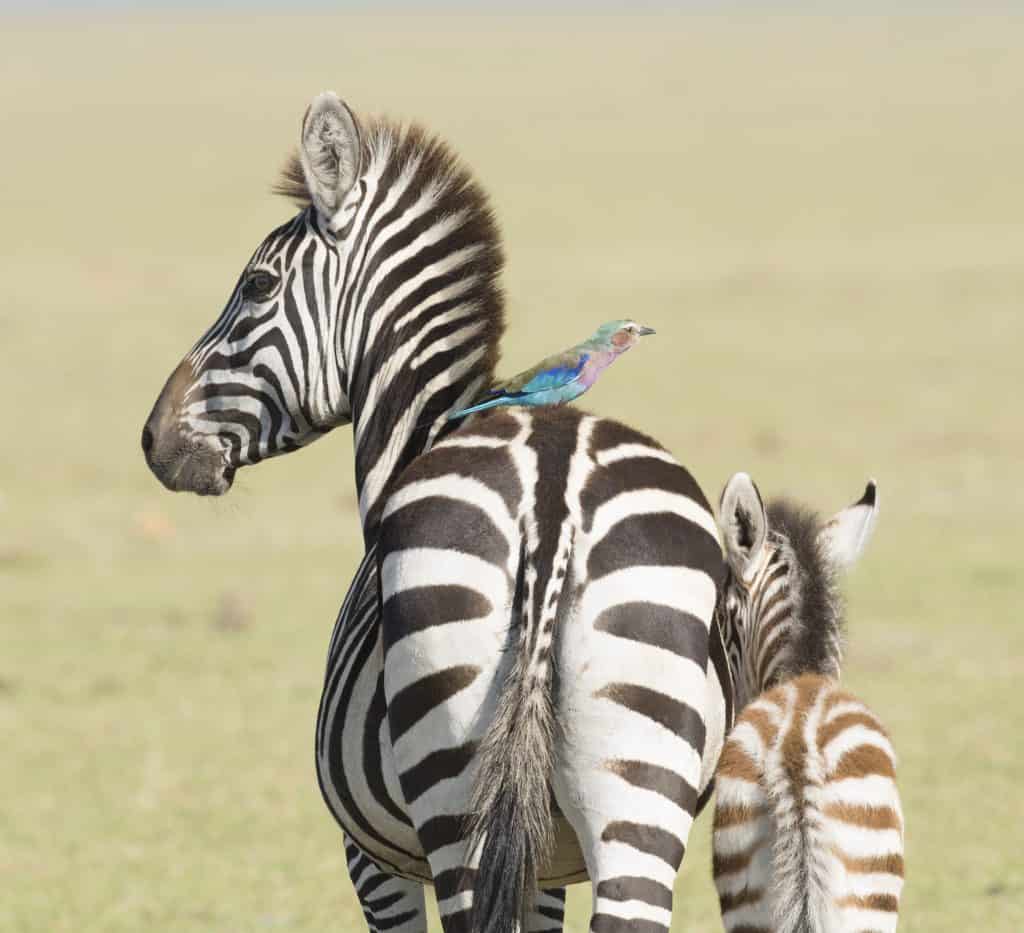 Vogel op de rug van een Zebra