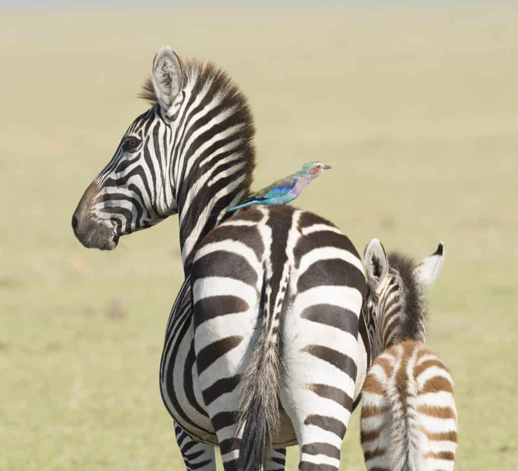 vogel rug zebra Vogel op de rug van een Zebra