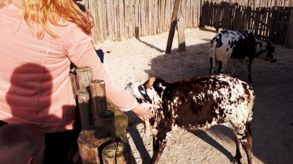 vrouw aait nubische geit kinderboerderij serenga Vrouw aait een Nubische geit in de kinderboerderij van Serenga