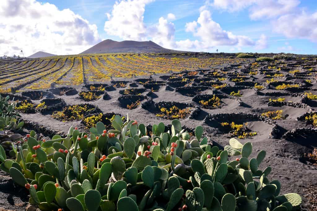 wijngaarden la geria lanzarote Wijngaarden van La Geria op Lanzarote