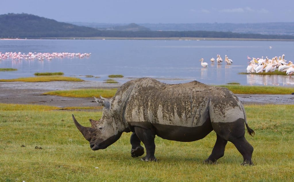 witte neushoorn bij meer kenia Witte neushoorn bij een meer in Kenia