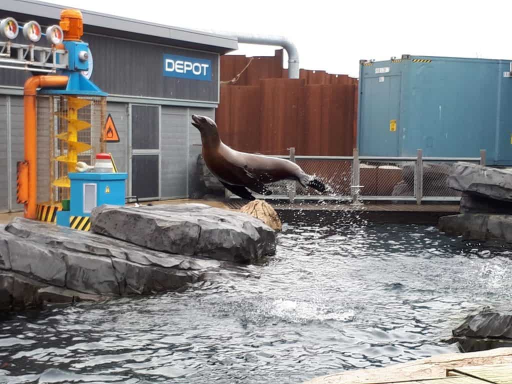 zeeleeuw springt uit water tijdens zeeleeuwenshow Zeeleeuw springt uit het water tijdens de zeeleeuwenshow