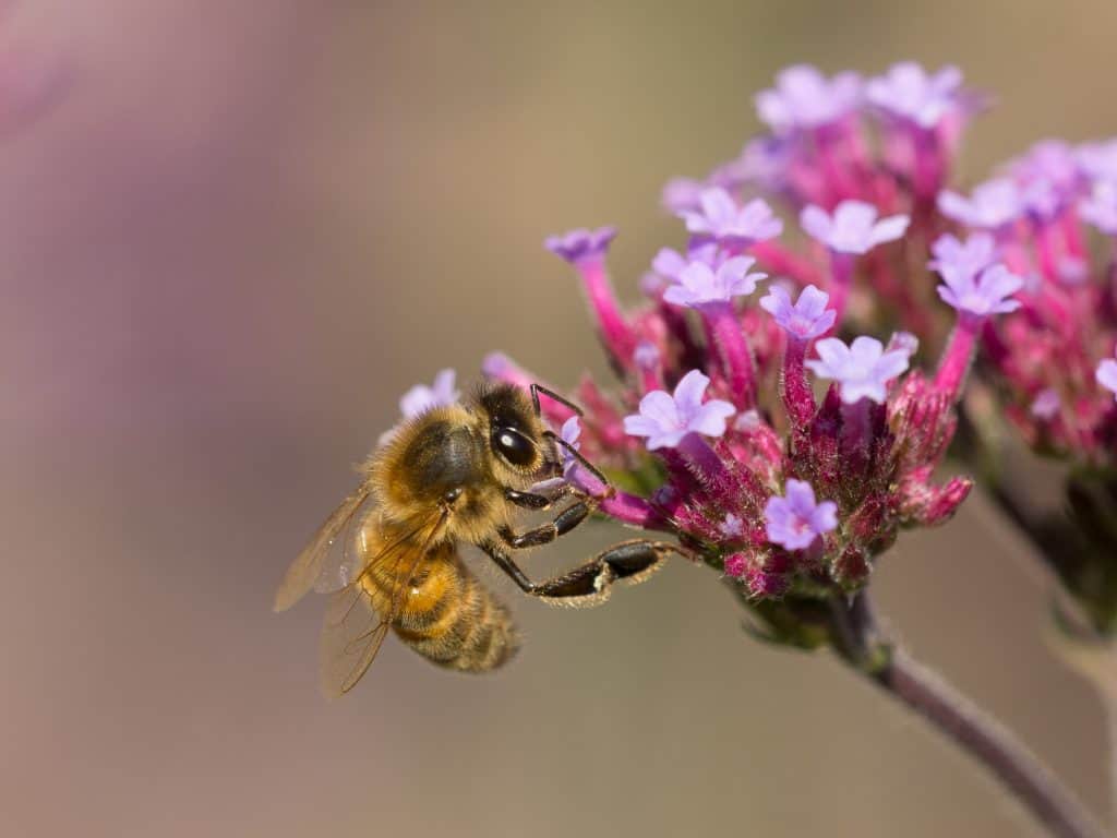 bij zuigt nectar uit bloem Bij zuigt nectar uit een bloem
